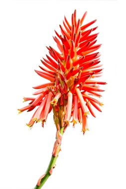 Aloe 'nin cilt bakımı fırçasında topladığı sayısız çiçek. Aloe, Liliaceae ailesinin bir üyesidir..