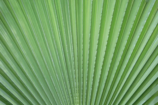 Image Abstraite Feuille Palme Verte Pour Fond — Photo