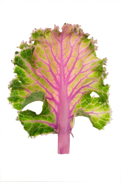 Cabbage Genus Plants Brassicaceae Family Formerly Cruciferae Which Includes Well — Stock Photo, Image