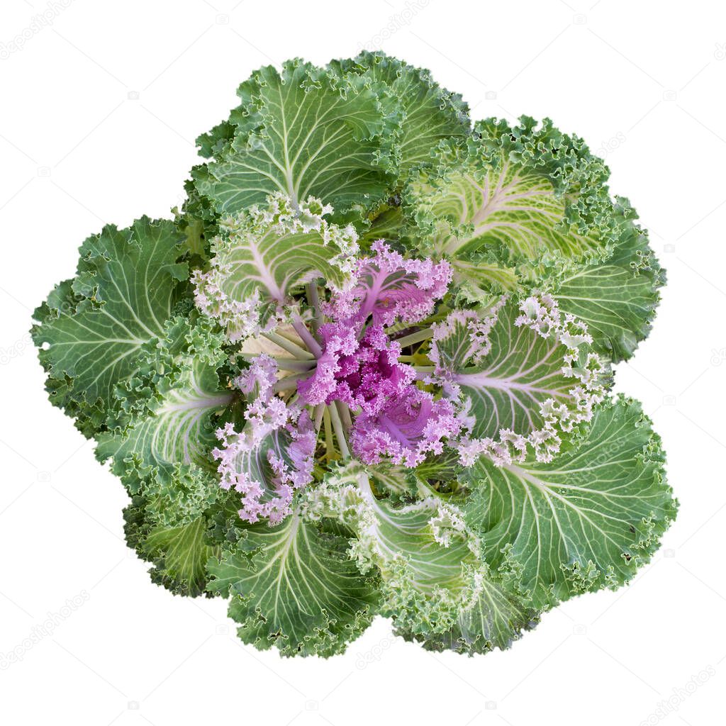 Cabbage un género de plantas de la familia Brassicaceae (anteriormente Cruciferae). Las coles