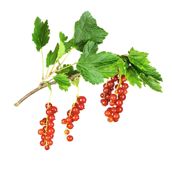 Den Rödvinbär Eller Röda Vinbär Medlem Släktet Ribes Krusbär Familjen — Stockfoto
