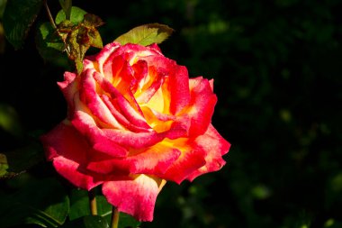 Metni koyabileceğiniz siyah bir arkaplan üzerine yapılmış bir gülün fotoğrafı