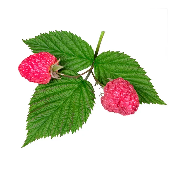 Rubus Idaeus Frambuesa Europea Para Distinguirla Otras Frambuesas Una Especie —  Fotos de Stock