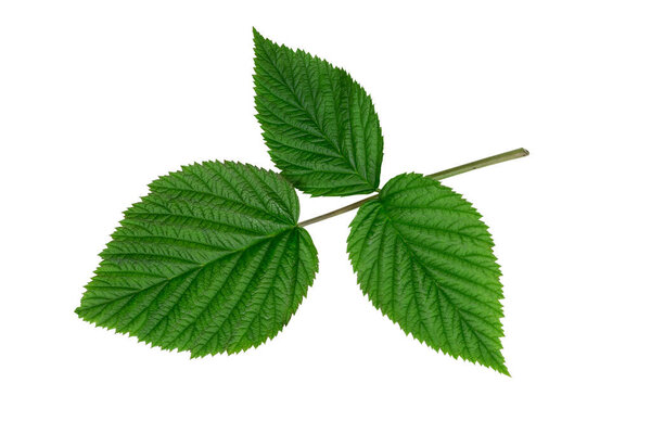 Leaves are used to treat colds of viral nature, inflammatory diseases of the gastrointestinal tract, dental diseases
