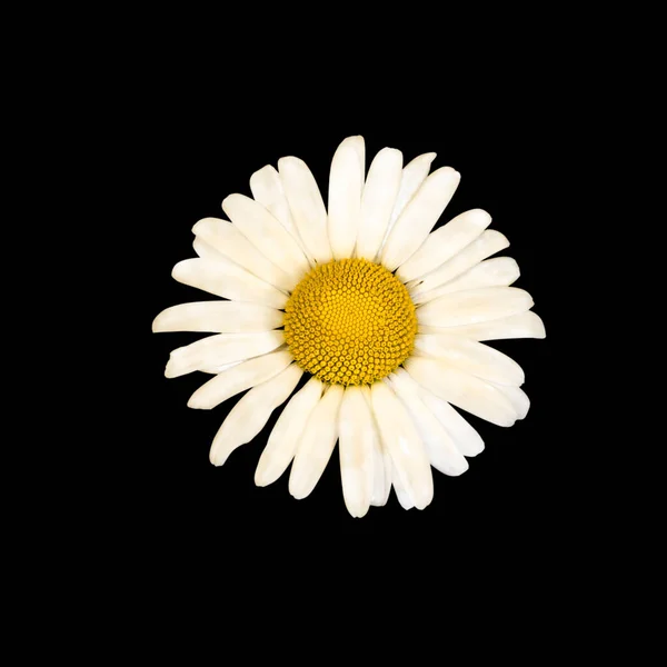 Kamille Oder Kamille Ist Der Gebräuchliche Name Für Mehrere Blumenartige — Stockfoto