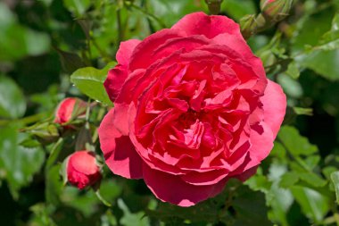 Tırmanan güller, dikey bahçıvanlıkta önde gelen yerlerden birini kaplar. Küçük mimari formlarla iyi gider..