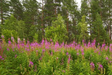Yaz. Ateşli. Ormanda bir ateş otu çiçek açar. Yosun sağlıklı bir bitkidir. İlaçlar ondan hazırlandı..