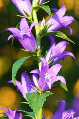 Mor Canterbury çanlarının detaylı yan görünümü (Campanula ortamı).                     