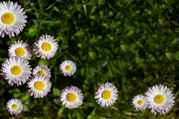 Фотографія Ромашками Розташованими Одному Кутку Може Бути Використана Створення Вітальних — стокове фото