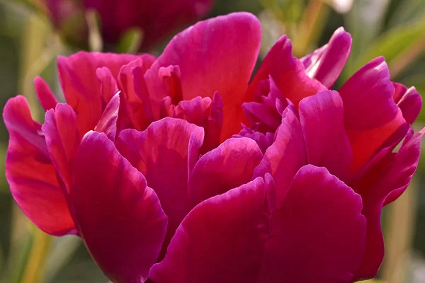 Bahçedeki Kırmızı Şakayıklar Çiçekli Kırmızı Şakayık Güzel Kırmızı Peonie Çiçeğine — Stok fotoğraf