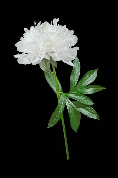 Flor Peônia Branca Fundo Preto Foto Macro Com Profundidade Rasa — Fotografia de Stock