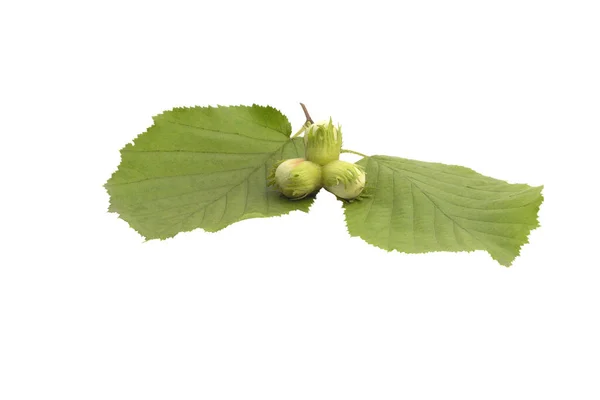 Filbert Lub Cobnut Niektórych Zielonych Liściach Izolowanych Białym Tle — Zdjęcie stockowe