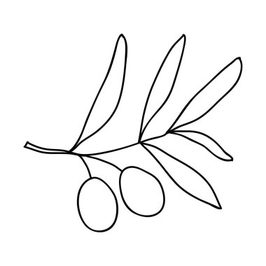 Yapraklı ve meyveli zeytin dalı karalama tarzında ana hatlarıyla çizilmiş. Tişört baskısı, web tasarımı, güzellik salonları, posterler, logo oluşturma için vektör illüstrasyonu.