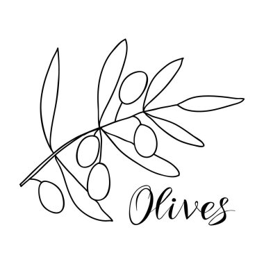 Yapraklı ve meyveli zeytin dalı karalama tarzında ana hatlarıyla çizilmiş. Tişört baskısı, web tasarımı, güzellik salonları, posterler, logo oluşturma için vektör illüstrasyonu.
