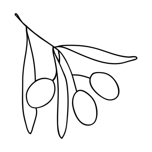 ドールスタイルでアウトラインスタイルで描かれた葉や果物の手でオリーブの枝 ベクターイラストTシャツ印刷 ウェブデザイン 美容室 ポスター ロゴ作成用 — ストックベクタ