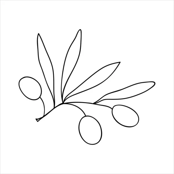 Olivová Větev Listy Ovocem Ručně Nakreslená Stylovém Obrysu Doodle Stylu — Stockový vektor