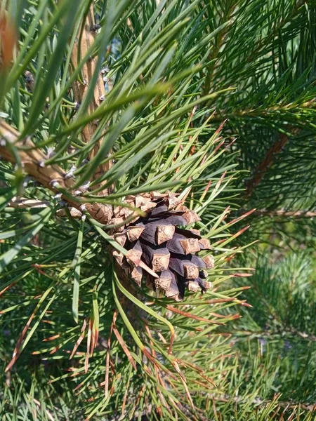 Pine Cone Green Tree — Stock Photo, Image