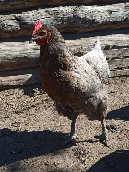 Chicken Hen House Morning — Stock Photo, Image