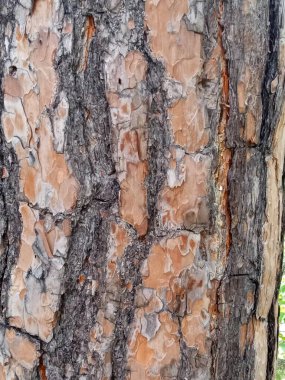 Güçlü çam ağacının koyu kırmızı kabuğu