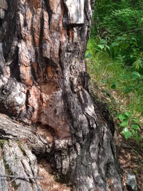 Güçlü çam ağacının koyu kırmızı kabuğu