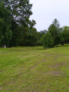 Ormanın kenarında ince huş ağaçları