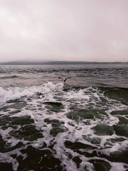 Brave Seagull Sways Waves — Photo