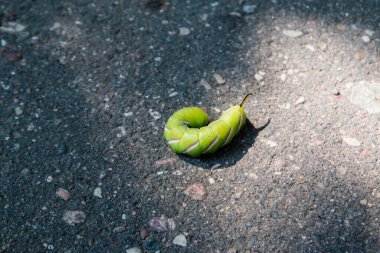 Asfaltta yeşil bir tırtıl yatıyor.