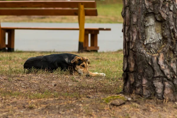 Black dog is sad in the park — Stock Image Black Dog Sad Park Stock Photo