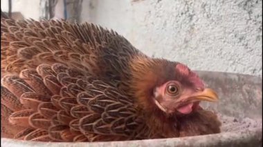 Tavuk yumurtadan çıkmak için oturuyor. Hindistan 'da tipik bir köyde tavuk çiftliği. 