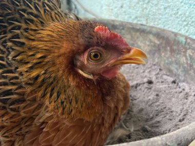 Renkli Hollanda Güzel Yaz Kızıl Partridge tavuğu Tavuk kuluçkaya yatmış yumurtayı. 