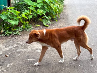 Hint sokak köpeği Nova Scotia Ördek Çalan Köpek cinsi