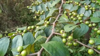 Ziziphus oenoplia, çakal jube, Hint jujujube vahşi küçük yeşil çiğ meyveler 