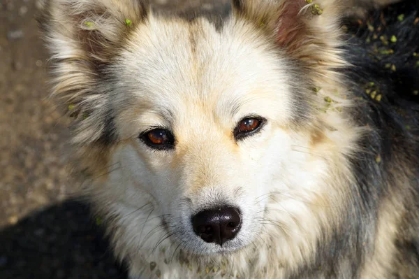Преданные Глаза Бродячей Собаки — стоковое фото