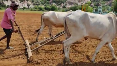 Tarım işçileri biçimlendiren boğalar güzel 4K görüntüler