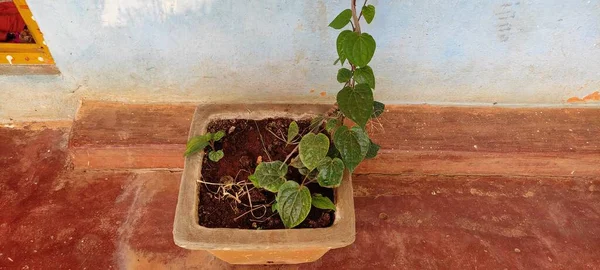 Doğal yeşil park bitkisi ve çiçekler güzel arka plan görüntüsü