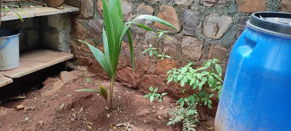 Doğal yeşil park bitkisi ve çiçekler güzel arka plan görüntüsü