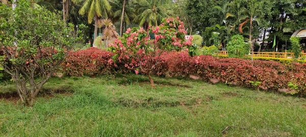 Doğal yeşil park bitkisi ve çiçekler güzel arka plan görüntüsü