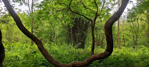 Природний Зелений Парк Рослина Фон — стокове фото