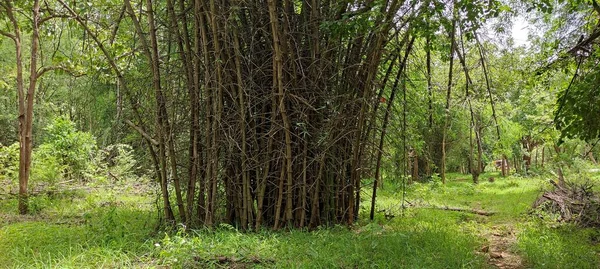 Naturalny Zielony Park Roślin Tła — Zdjęcie stockowe