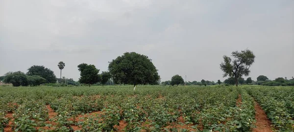 Naturalny Zielony Park Roślin Kwiatów Piękny Krajobraz Tło Obraz — Zdjęcie stockowe