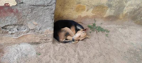 动物一只睡觉的黑狗 — 图库照片