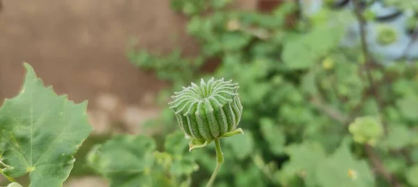 Parc Naturel Vert Plante Fleurs Belle Image Fond Paysage — Photo