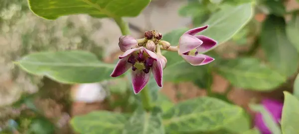 Parco Verde Naturale Piante Fiori Bellissimo Paesaggio Immagine Sfondo — Foto Stock