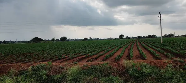 Hermoso Paisaje Agricultura Formaring Feald Imagen Aire Libre — Foto de Stock