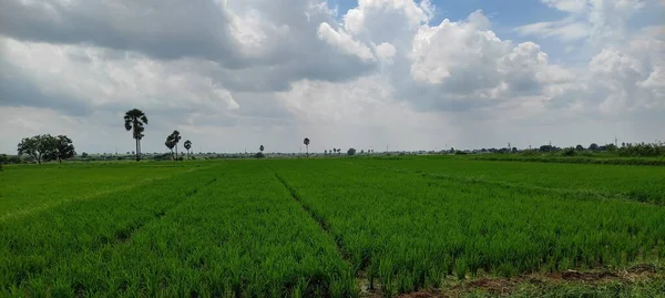 Bellissimo Paesaggio Agricoltura Formando Immagine Esterna Feald — Foto Stock