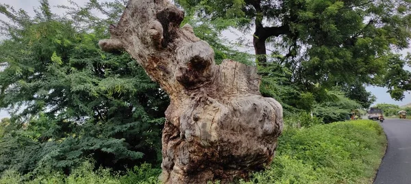 Přírodní Zelený Park Rostlina Květiny Krásná Krajina Pozadí Obrázek — Stock fotografie