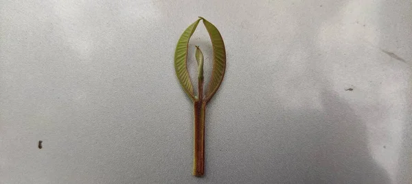 Logo tasarımı güzel manzara arkaplan resmi