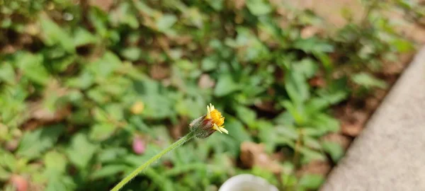 Parc Naturel Vert Plante Fleurs Belle Image Fond Paysage — Photo