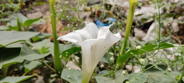 Natuurlijk Groen Park Plant Bloemen Mooi Landschap Achtergrond Afbeelding — Stockfoto