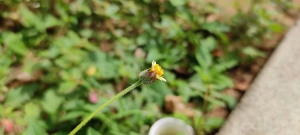 自然绿园植物与花卉美丽的景观背景图片 — 图库照片